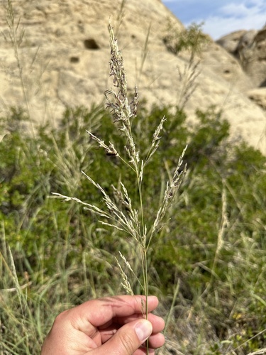 Image of Sporobolus rigidus by no rights reserved