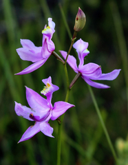 Calopogon tuberosus tuberosus