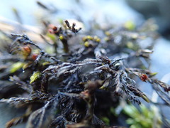 Schistidium rivulare