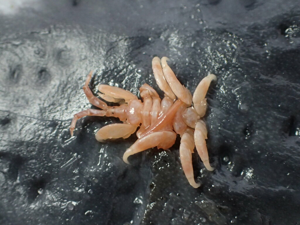 whale-louse