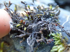 Schistidium rivulare