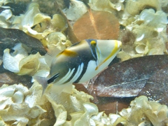 Picasso Triggerfish