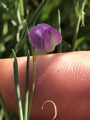 Lathyrus angulatus