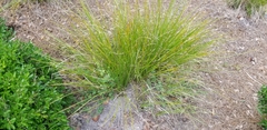 Carex virgata