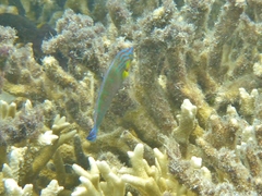 Halichoeres melanurus