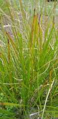 Carex virgata