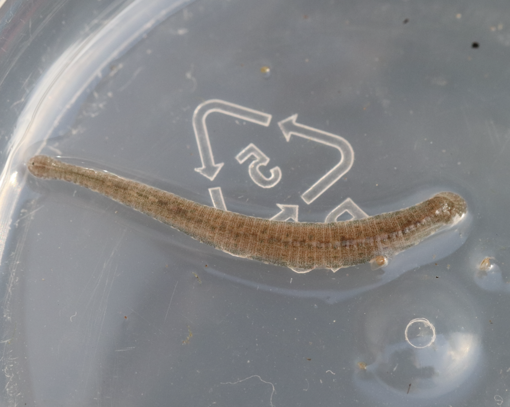 Kwetlumye leech