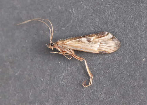 Lenarchus crassus