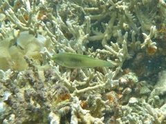 Halichoeres chloropterus