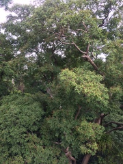 Lagerstroemia calyculata