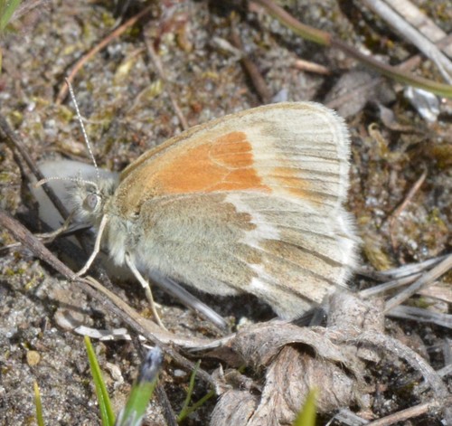 Large Heath