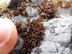 Schistidium apocarpum