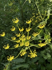Pastinaca