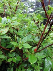 Rhododendron pilosum