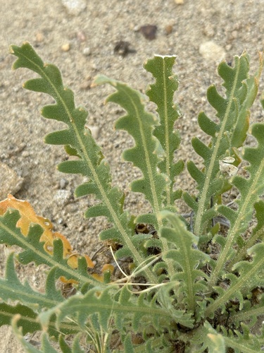 Image of Mentzelia decapetala by no rights reserved