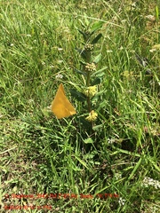 Asclepias obovata