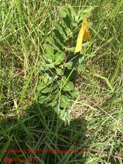 Asclepias obovata