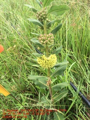 Asclepias obovata