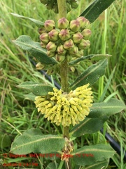 Asclepias obovata