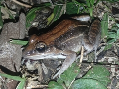 Marbled White-lipped Frog