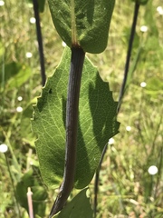 Rudbeckia scabrifolia
