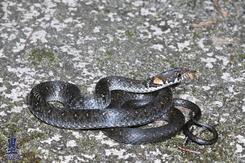 Photo of a Pope's Keelback (Hebius popei)