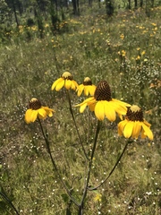 Rudbeckia scabrifolia