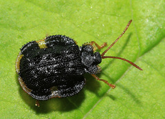 Cassidispa relicta