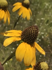 Rudbeckia scabrifolia