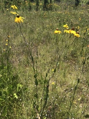Rudbeckia scabrifolia