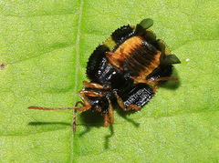 Cassidispa relicta