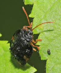 Cassidispa relicta