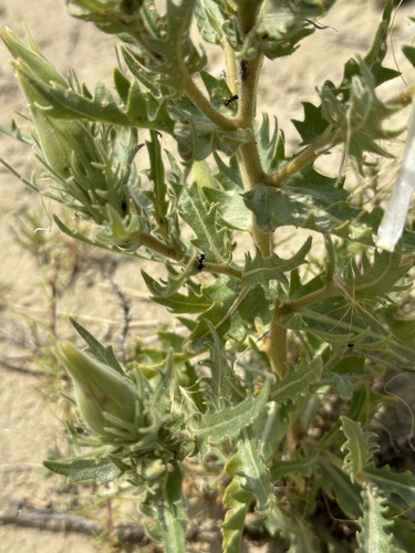 Image of Mentzelia decapetala by no rights reserved