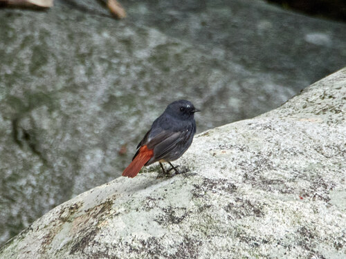 Plumbeous Water Redstart
