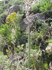 Caulanthus crassicaulis