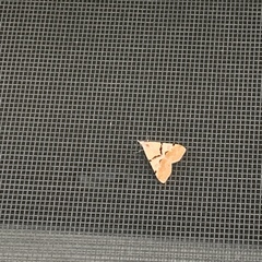 Hemeroplanis incusalis