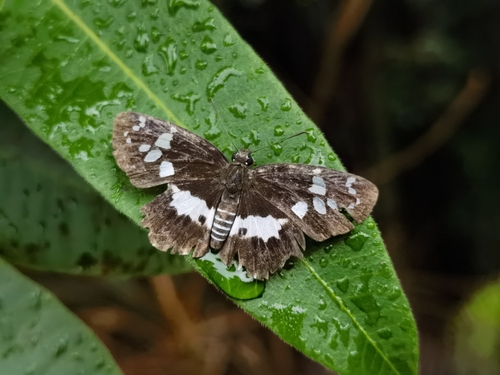 White-banded Flat
