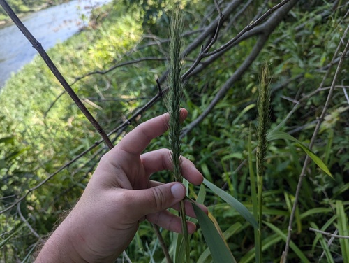 Elymus virginicus var. intermedius