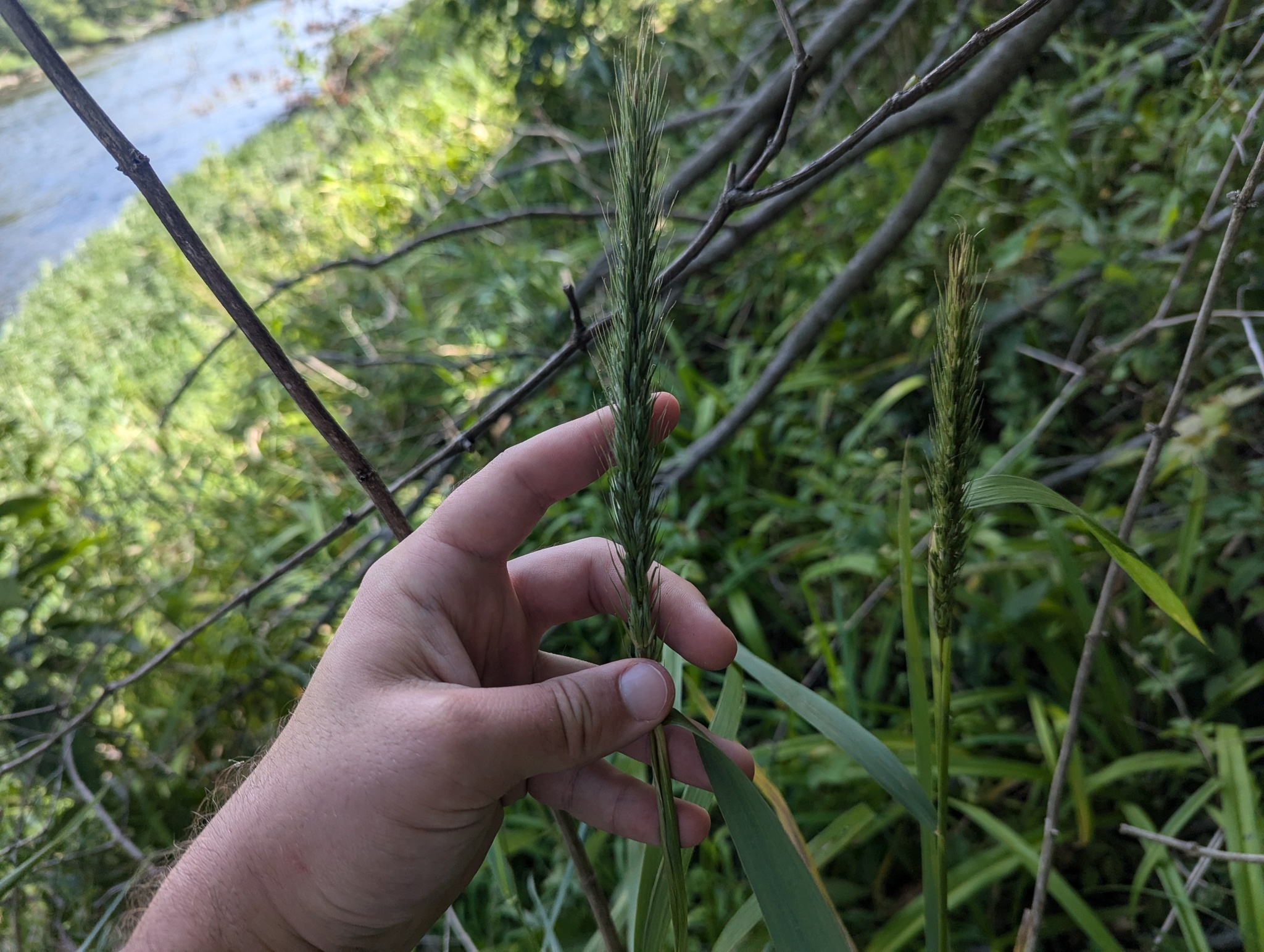Elymus virginicus var. intermedius