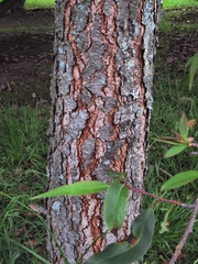 Prunus serotina capuli