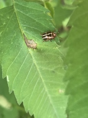 Calligrapha bidenticola