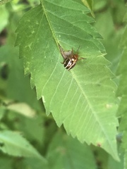 Calligrapha bidenticola