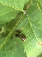 Calligrapha bidenticola