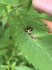Calligrapha bidenticola