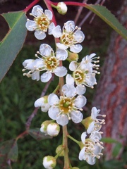Prunus serotina capuli