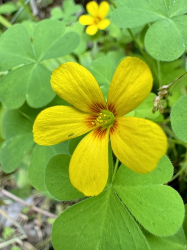 Oxalis suksdorfii