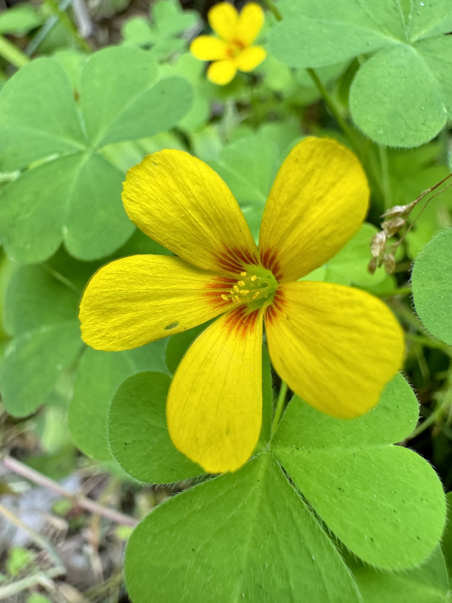 Oxalis suksdorfii