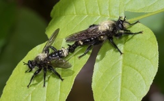 Laphria divisor