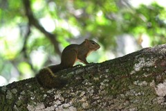 Sciurus aestuans ingrami