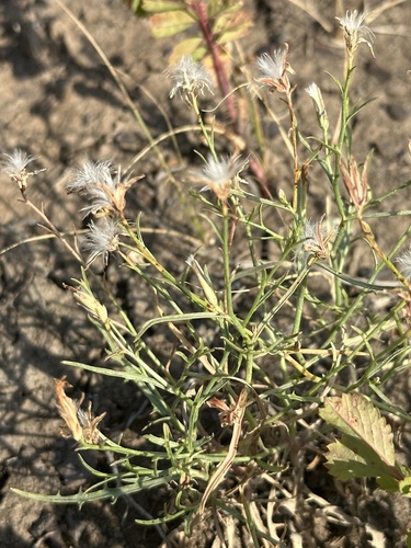 Image of Stephanomeria runcinata by no rights reserved